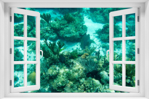 Fototapeta Naklejka Na Ścianę Okno 3D - Underwater photography of the Caribbean Sea. Corals and fish
