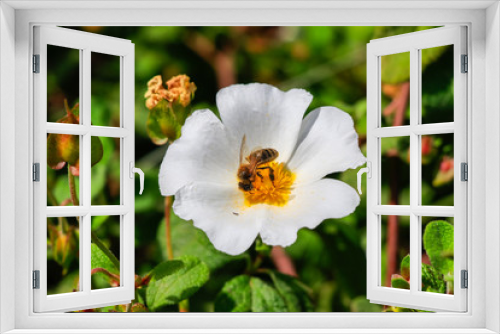 Fototapeta Naklejka Na Ścianę Okno 3D - Honey Bee in White rockrose flower in Mediterranean spring, Cistus salviifolius, common names sage-leaved rock-rose, salvia cistus or Gallipoli rose, perennial ligneous plant of the family Cistaceae.