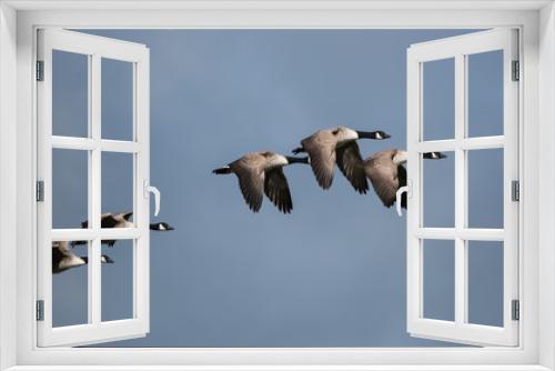 Fototapeta Naklejka Na Ścianę Okno 3D - Canada Goose, Goose, Branta Canadensis