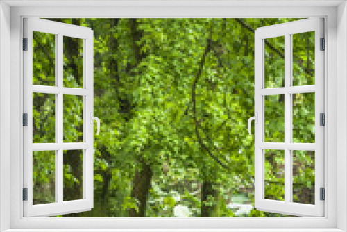 Fototapeta Naklejka Na Ścianę Okno 3D - The forest scenery in garden