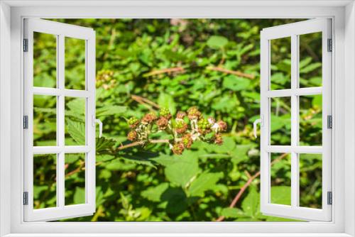 Fototapeta Naklejka Na Ścianę Okno 3D - Unripe blackberries