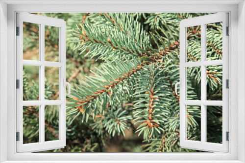 Fototapeta Naklejka Na Ścianę Okno 3D - Beautiful fir tree branches, closeup. Christmas concept