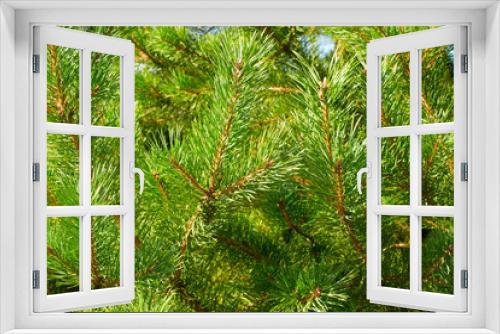 Fototapeta Naklejka Na Ścianę Okno 3D - Thick branches of pine natural background.