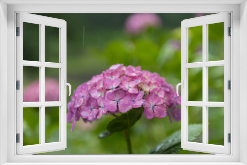 Fototapeta Naklejka Na Ścianę Okno 3D - 雨の日の紫陽花