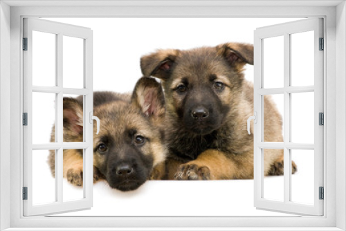 Fototapeta Naklejka Na Ścianę Okno 3D - German shepherds puppys