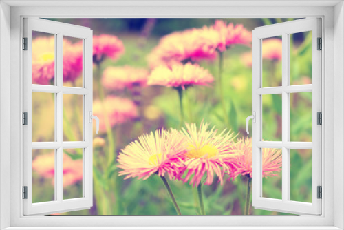 Fototapeta Naklejka Na Ścianę Okno 3D - Aster flowers