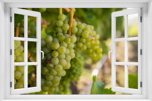 Fototapeta Naklejka Na Ścianę Okno 3D - Ripe grapes in vineyard
