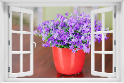 Fototapeta Naklejka Na Ścianę Okno 3D - Campanula plant in pot