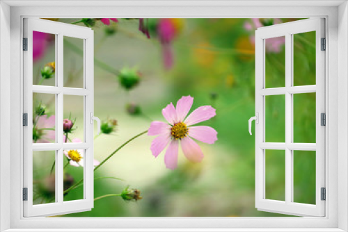 Fototapeta Naklejka Na Ścianę Okno 3D - цвето