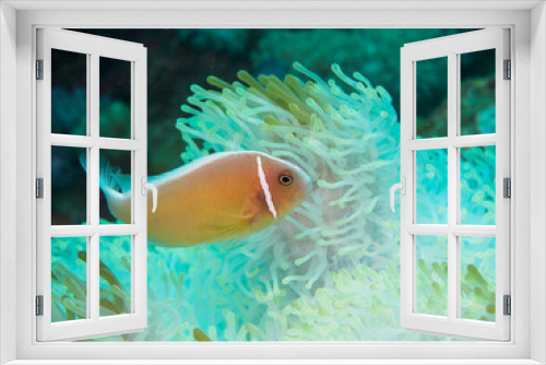 Fototapeta Naklejka Na Ścianę Okno 3D - Anemonefish with anemone under water