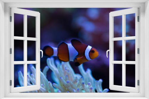 Fototapeta Naklejka Na Ścianę Okno 3D - clown fish with corals