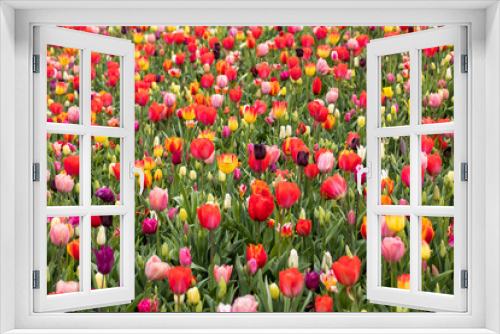 Fototapeta Naklejka Na Ścianę Okno 3D - colorful tulips flowers blooming in a garden