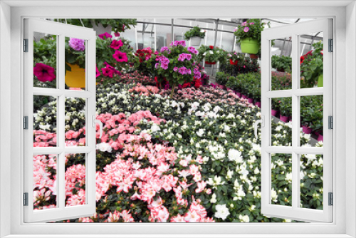 Fototapeta Naklejka Na Ścianę Okno 3D - florist greenhouse with lots of blossomed flower pots