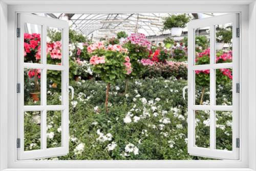 Fototapeta Naklejka Na Ścianę Okno 3D - greenhouse with lots of blossomed flower pots