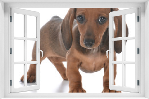 Fototapeta Naklejka Na Ścianę Okno 3D - adorable female dachshund puppy
