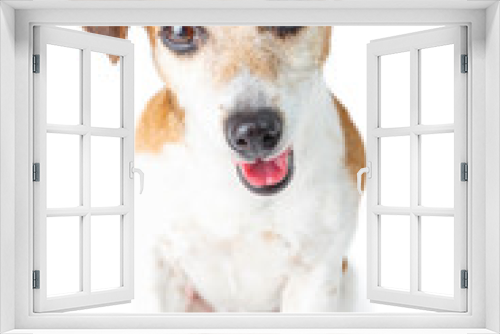 Fototapeta Naklejka Na Ścianę Okno 3D - adorable small dog Jack Russell terrier portrait looking to you attentively with curiosity. Sitting on white background. 