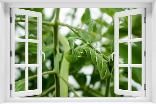 Fototapeta Naklejka Na Ścianę Okno 3D - Horn Worm Eating Leaf