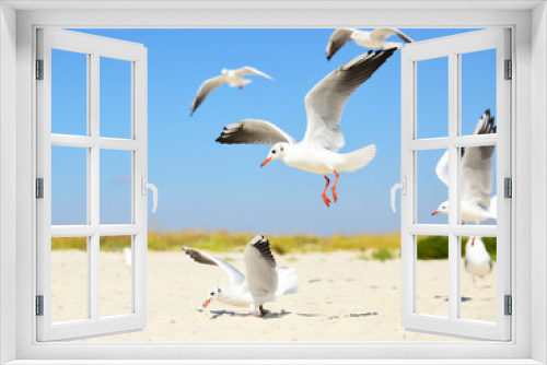 Fototapeta Naklejka Na Ścianę Okno 3D - white seagulls on the beach