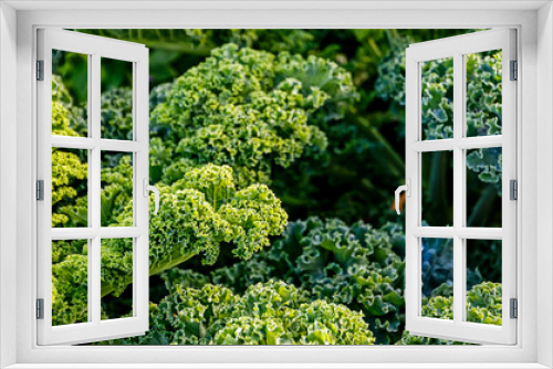 Fototapeta Naklejka Na Ścianę Okno 3D - Grünkohl-Pflanzen im Acker