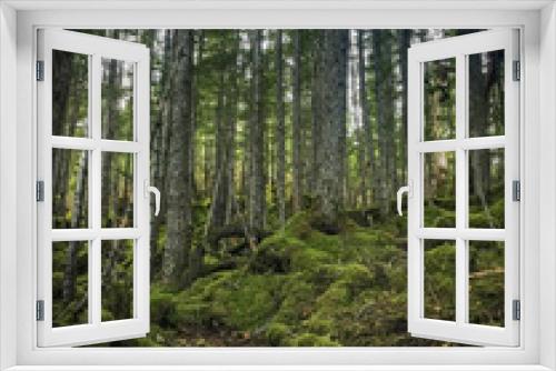 Fototapeta Naklejka Na Ścianę Okno 3D - Forest in Alaska