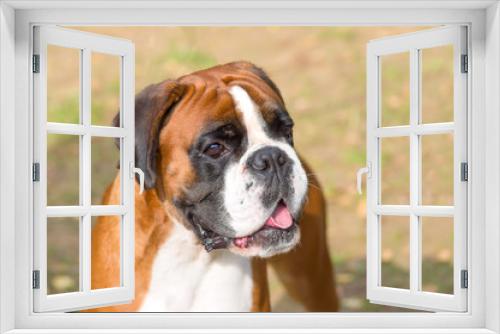 Fototapeta Naklejka Na Ścianę Okno 3D - English Bulldog Close-up