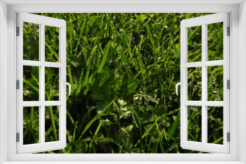 Fototapeta Naklejka Na Ścianę Okno 3D - grass