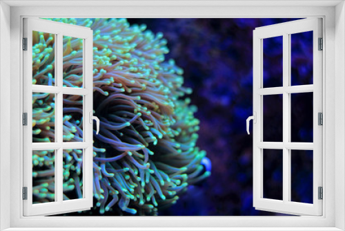 Fototapeta Naklejka Na Ścianę Okno 3D - Torch lps coral in reef aquarium tank