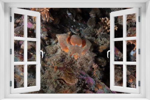Fototapeta Naklejka Na Ścianę Okno 3D - Rhinoceros Crab