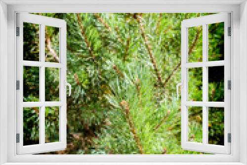 Fototapeta Naklejka Na Ścianę Okno 3D - Pine tree texture