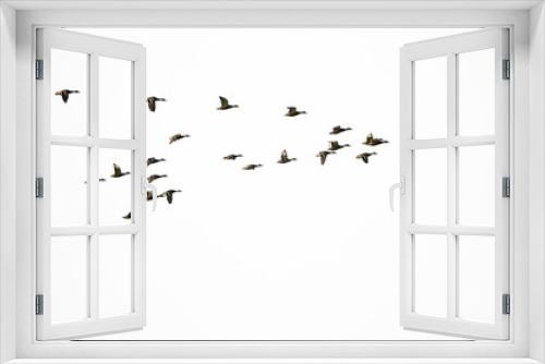 Fototapeta Naklejka Na Ścianę Okno 3D - Flock of Mallard Ducks Flying on a White Background