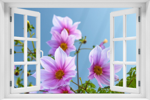 Fototapeta Naklejka Na Ścianę Okno 3D - Fully Bloomed Pink Dahlia Imperialis at Garden in November