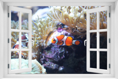 Fototapeta Naklejka Na Ścianę Okno 3D - red clown fish in the coral reef