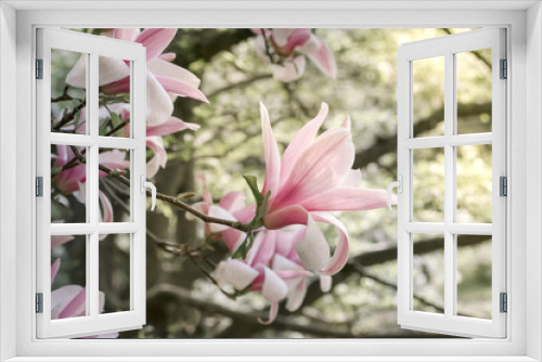 Fototapeta Naklejka Na Ścianę Okno 3D - Background with blooming pink magnolia flowers