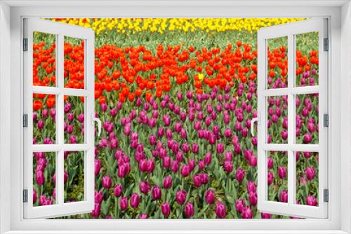 Fototapeta Naklejka Na Ścianę Okno 3D - Tulip. Beautiful field garden of tulips. colorful tulips. tulips