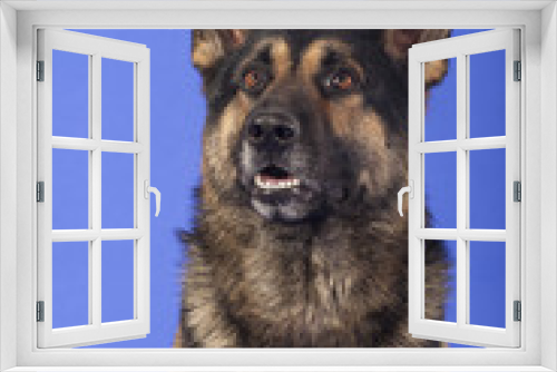Fototapeta Naklejka Na Ścianę Okno 3D - Deutscher Schäferhund Portrait