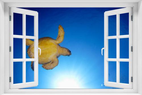 Fototapeta Naklejka Na Ścianę Okno 3D - green sea turtle at kas