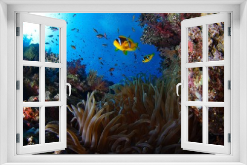 Fototapeta Naklejka Na Ścianę Okno 3D - coral reef scenic with clownfish