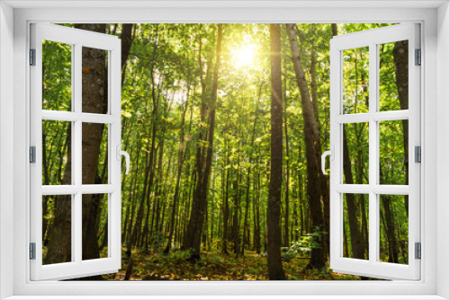 Fototapeta Naklejka Na Ścianę Okno 3D - problem of forest conservation - Deep green forest in sun daylight through trunks and tree branches