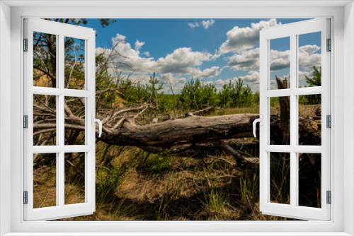 Fototapeta Naklejka Na Ścianę Okno 3D - fallen dry tree in a pine forest.