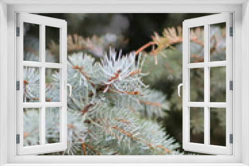 Fototapeta Naklejka Na Ścianę Okno 3D - branch of fir-tree