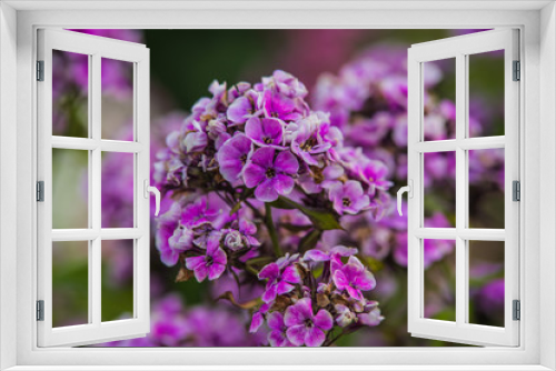 Fototapeta Naklejka Na Ścianę Okno 3D - blooming phlox