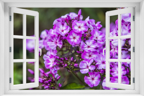 Fototapeta Naklejka Na Ścianę Okno 3D - purple phlox