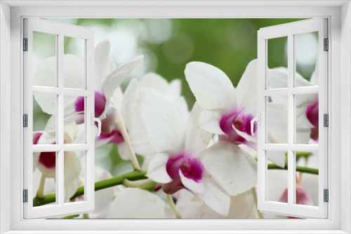 Fototapeta Naklejka Na Ścianę Okno 3D - Orchid flower at beautiful in the nature