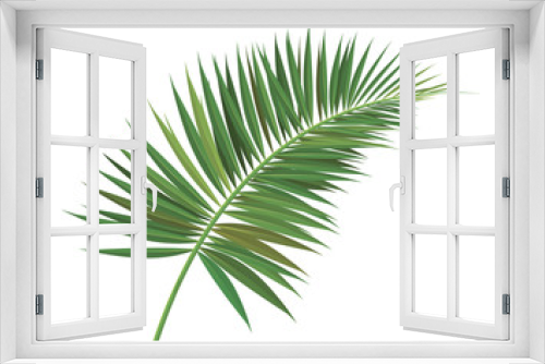 Fototapeta Naklejka Na Ścianę Okno 3D - palm tree  branch vector