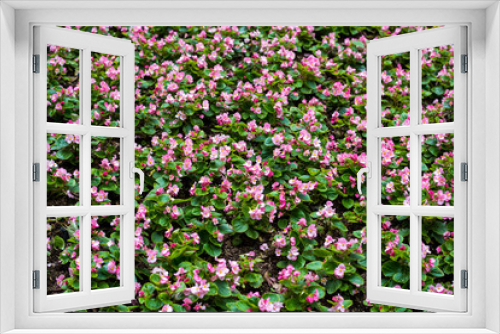 Fototapeta Naklejka Na Ścianę Okno 3D - Pink and white flowers in garden, filling frame. View of garden in Hongkong Park.