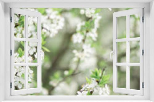 Fototapeta Naklejka Na Ścianę Okno 3D - Spring flowering branches of Cherry blossom on green background