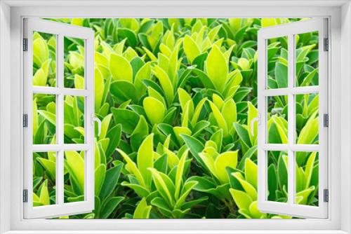 Fototapeta Naklejka Na Ścianę Okno 3D - leaf green plant for background