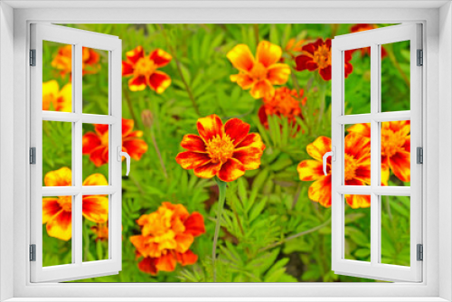 Fototapeta Naklejka Na Ścianę Okno 3D - Tagetes flowers