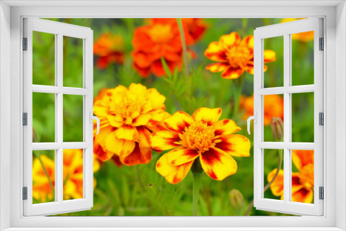 Fototapeta Naklejka Na Ścianę Okno 3D - Tagetes flowers