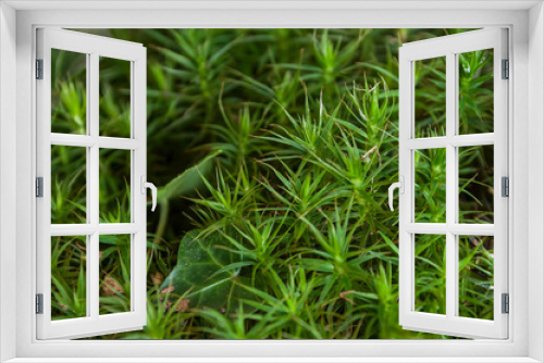 Fototapeta Naklejka Na Ścianę Okno 3D - mousse en forêt